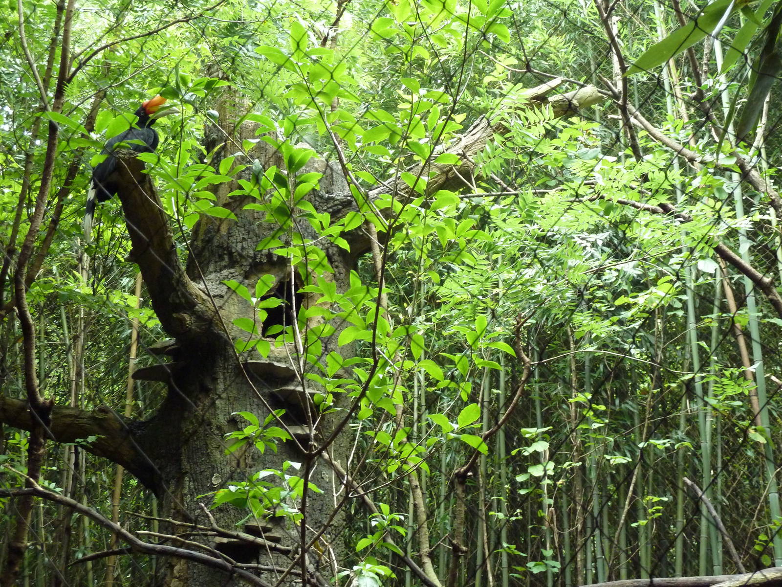 Bamboo Trail - Rhinoceros Hornbill Exhibit