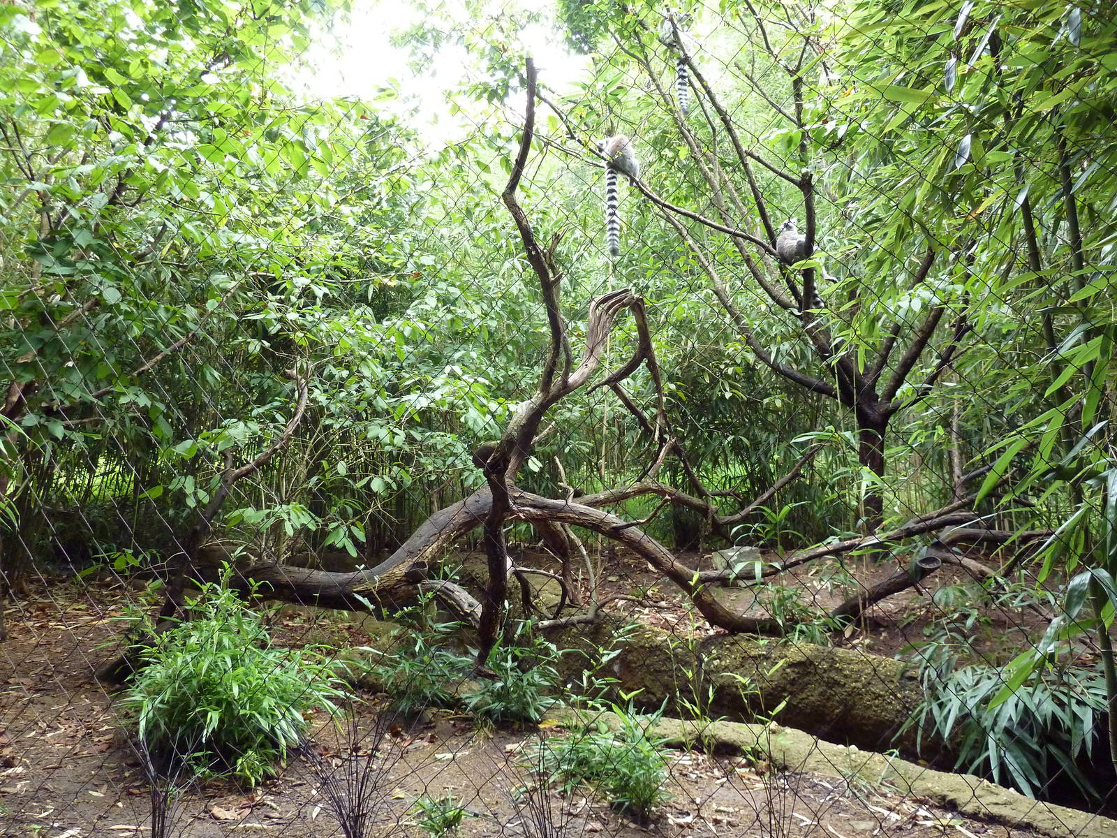 Bamboo Trail - Ring-Tailed Lemur Exhibit