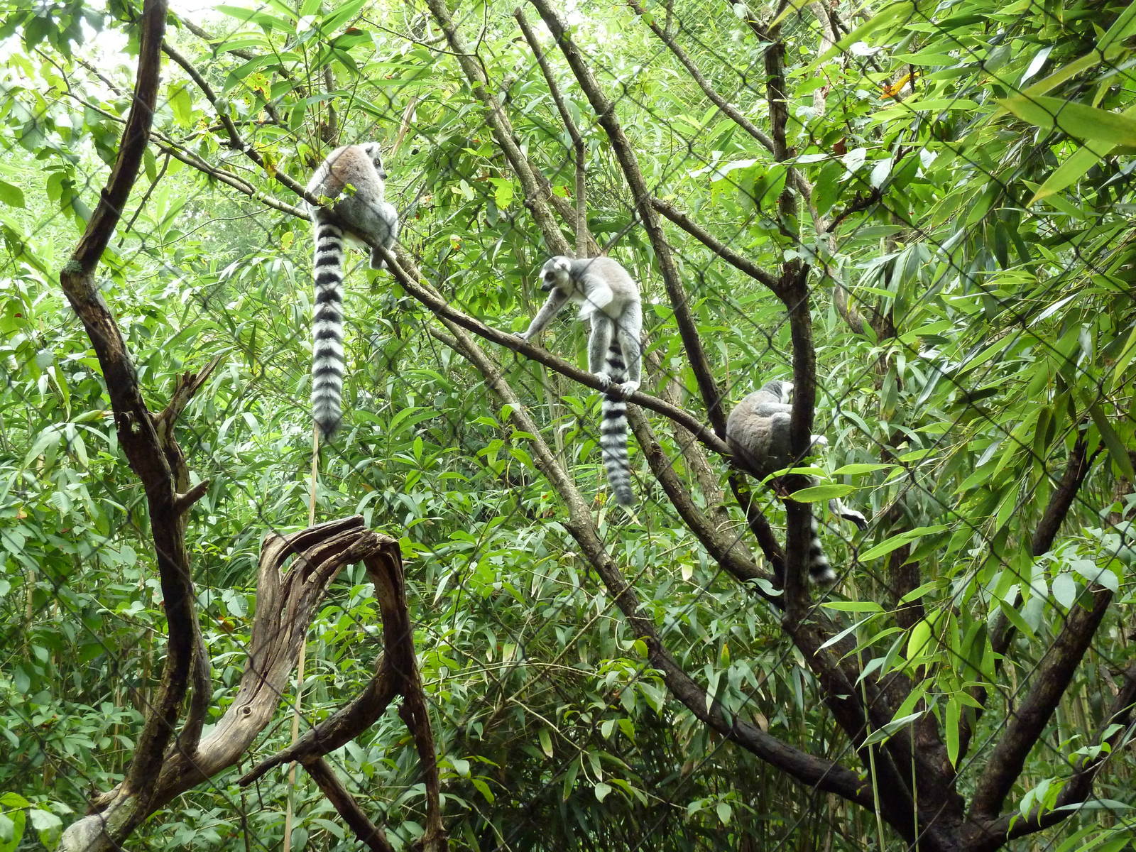 Bamboo Trail - Ring-Tailed Lemur Exhibit