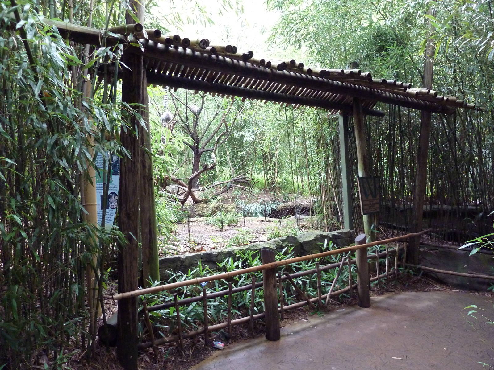 Bamboo Trail - Ring-Tailed Lemur Exhibit