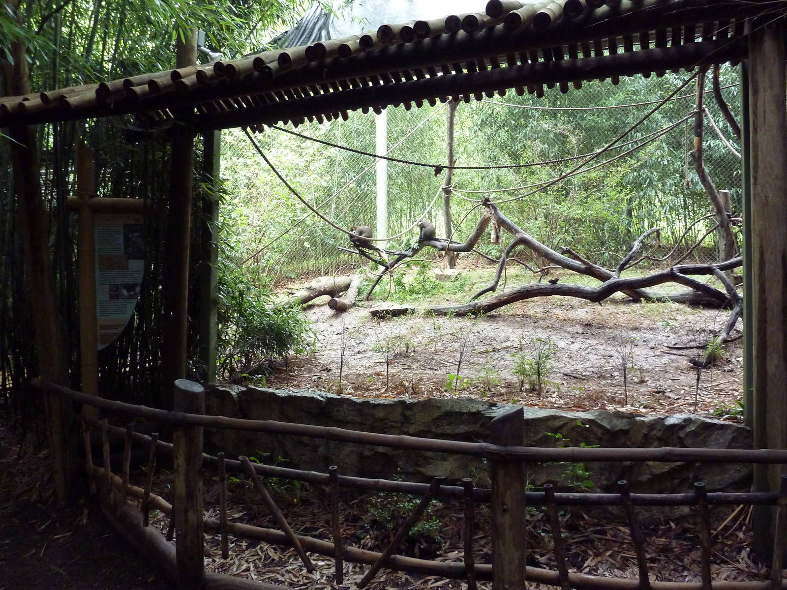 Bamboo Trail - Schmidt's Spot-Nosed Guenon Exhibit