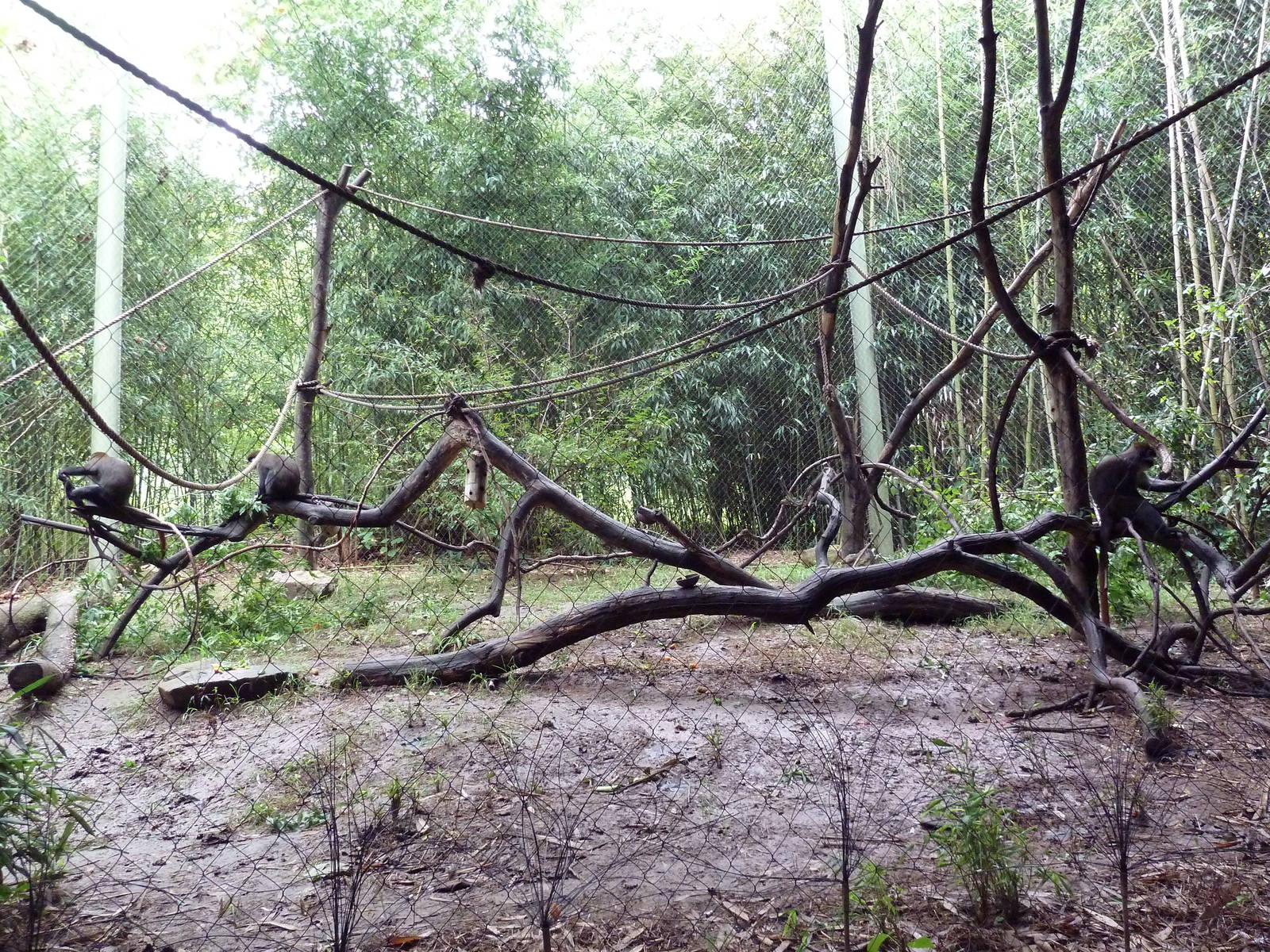 Bamboo Trail - Schmidt's Spot-Nosed Guenon Exhibit