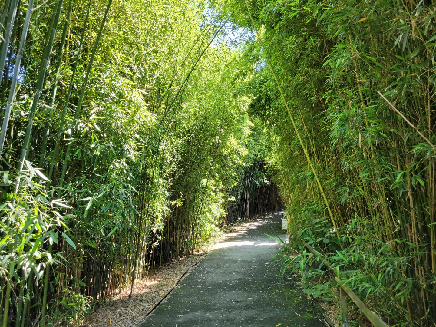Bamboo trail -Zoo d'Asson (2022)