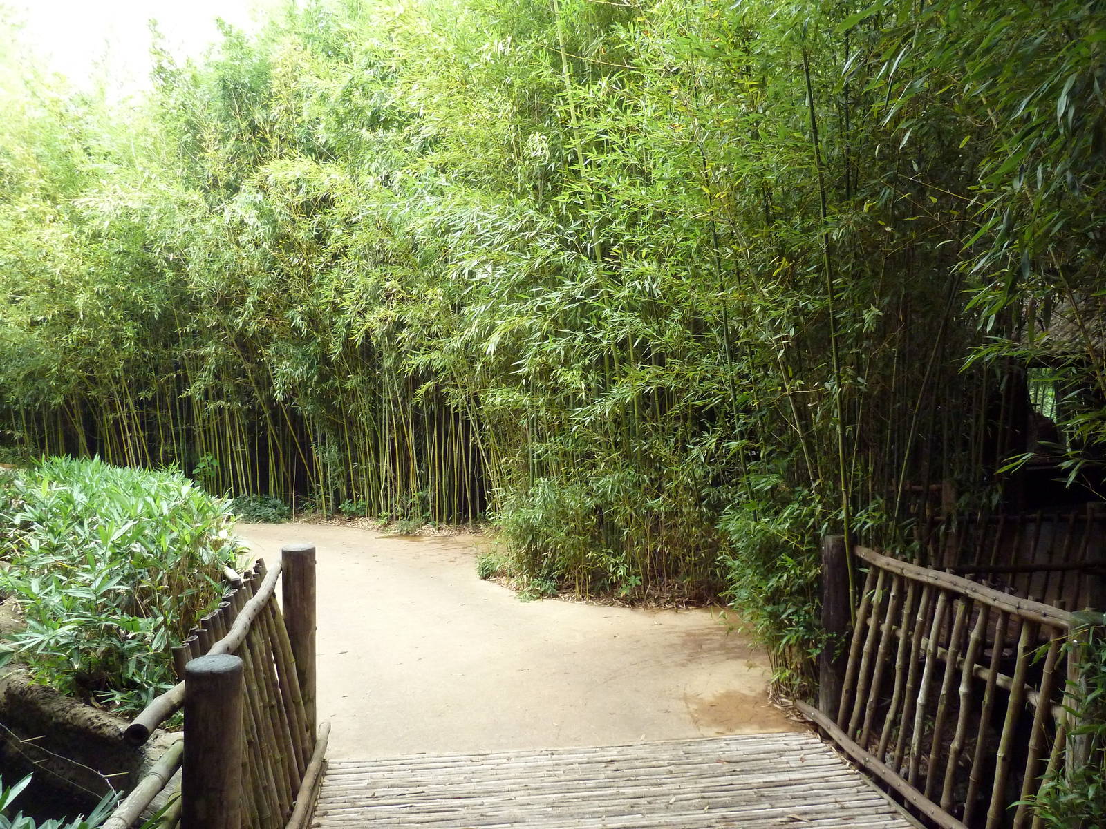 Bamboo Trail