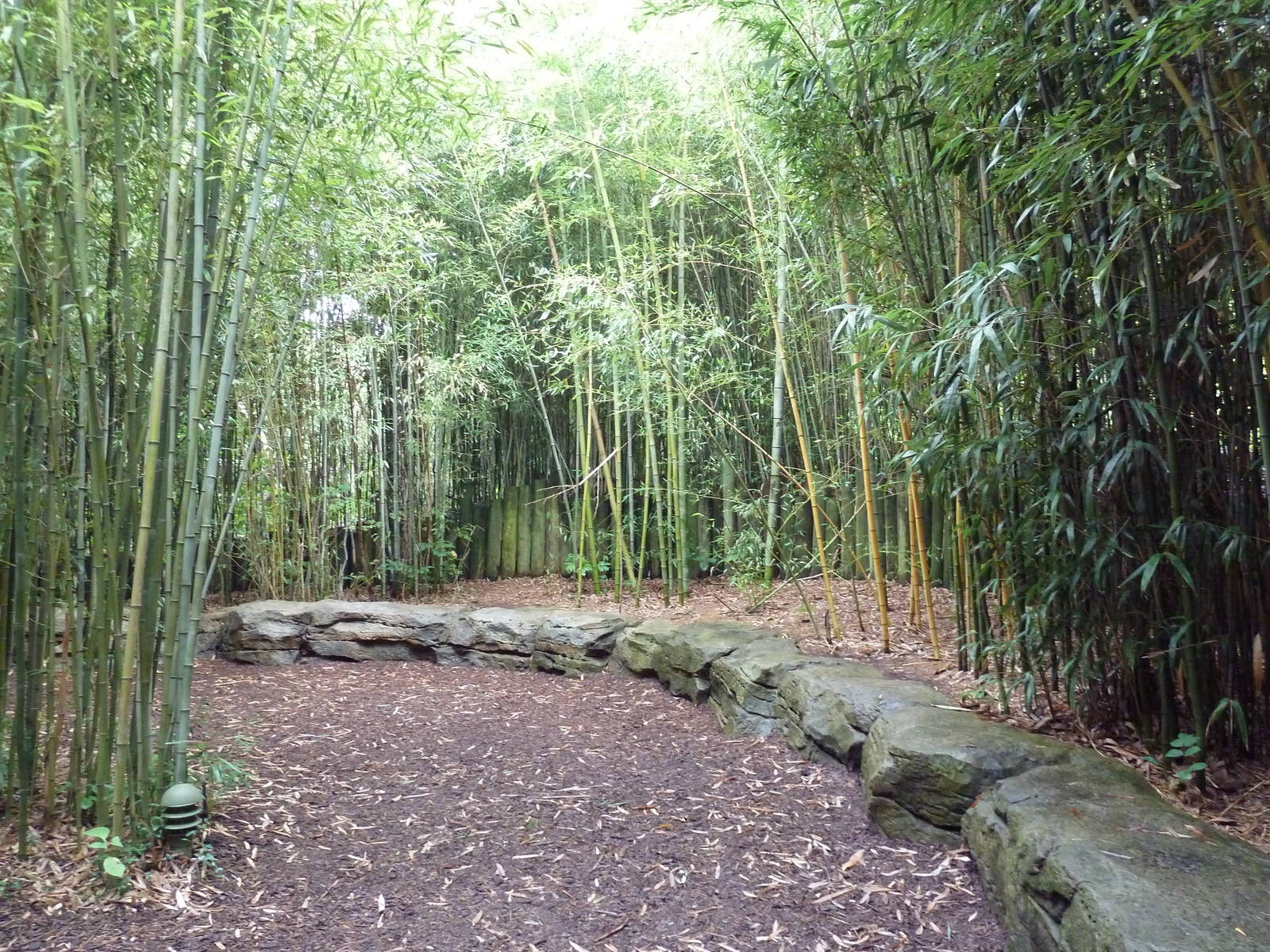 Bamboo Trail