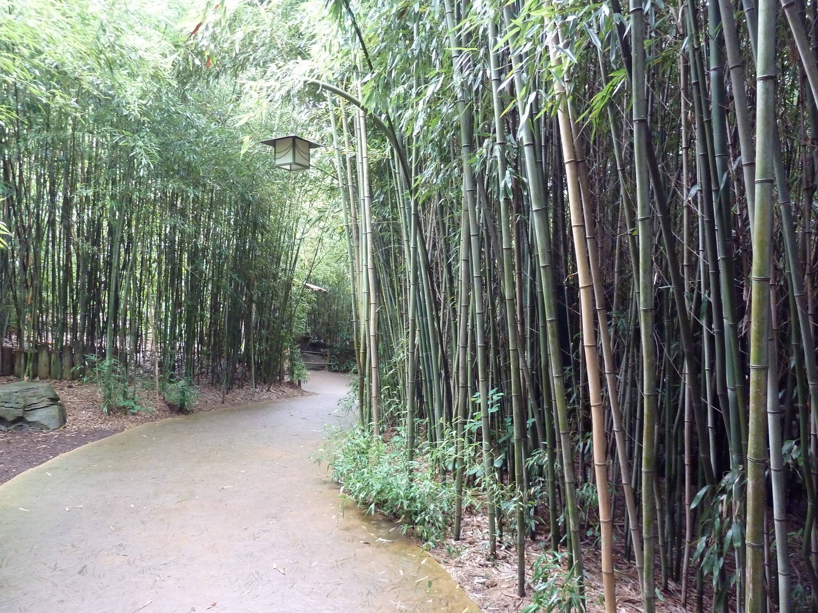 Bamboo Trail