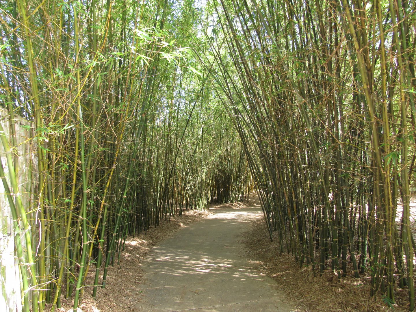 Bamboo Trail