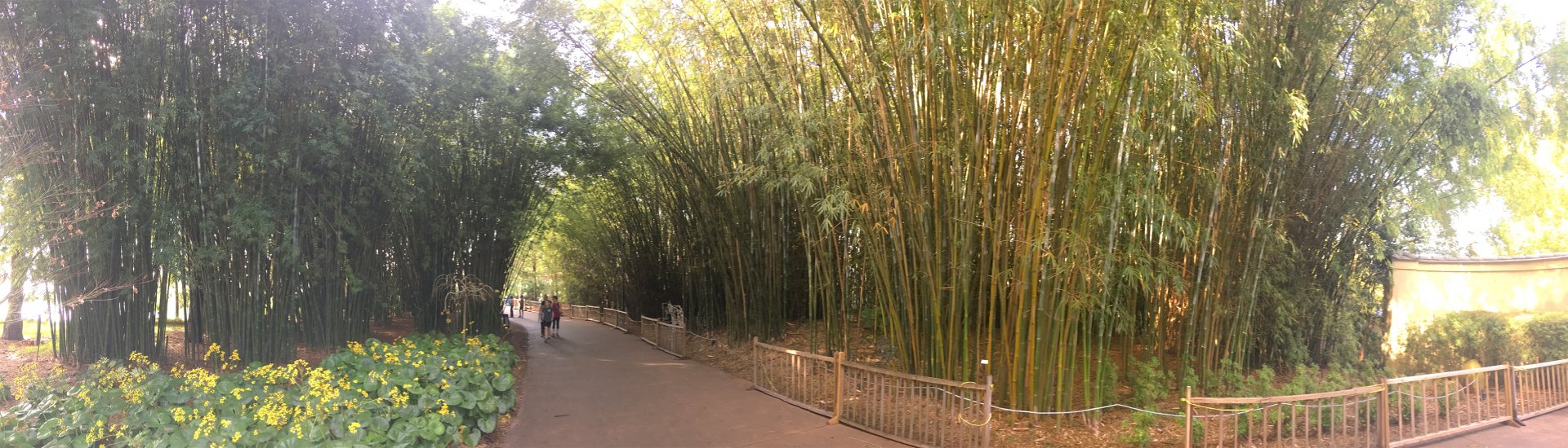 Bamboo Trail