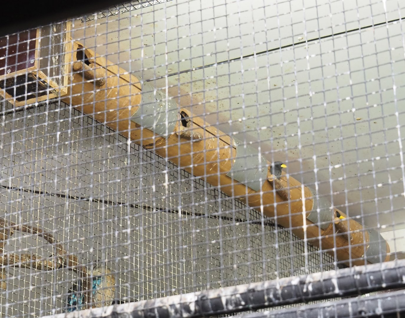 Bamboo tube with grosbeak starling nests, 2023-10-07