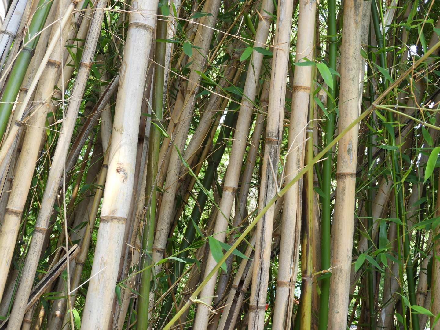Bamboo?