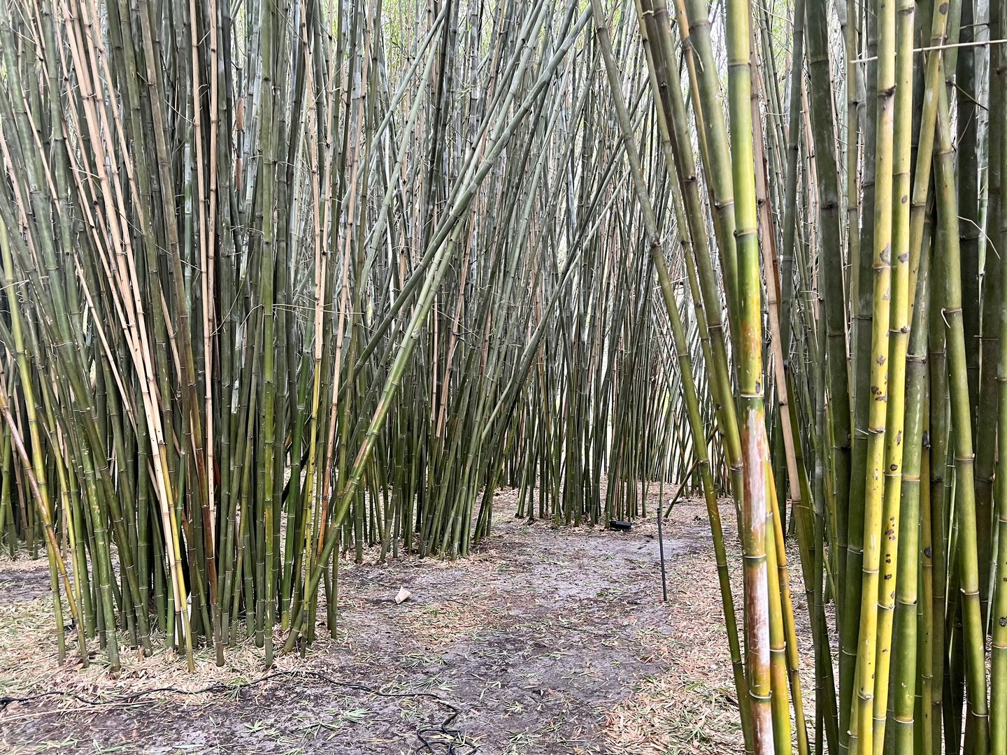 Bamboo