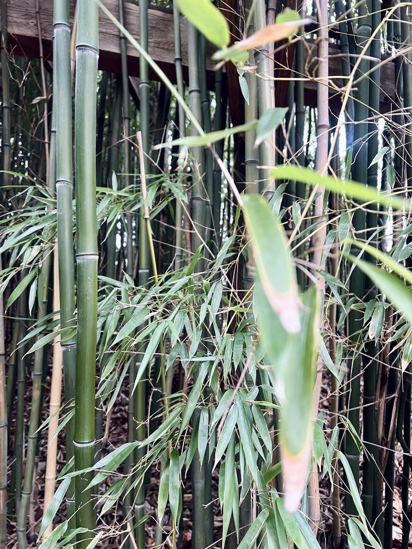 Bamboo