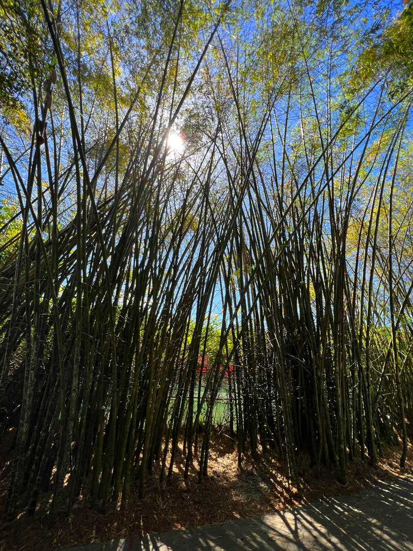 Bamboo