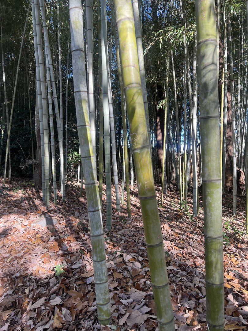 Bamboo
