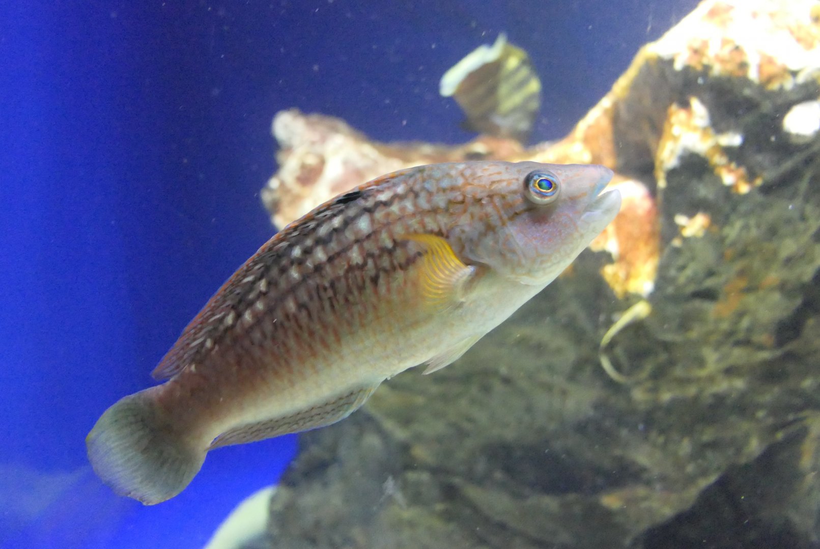 Bambooleaf Wrasse (Pseudolabrus seiboldi)