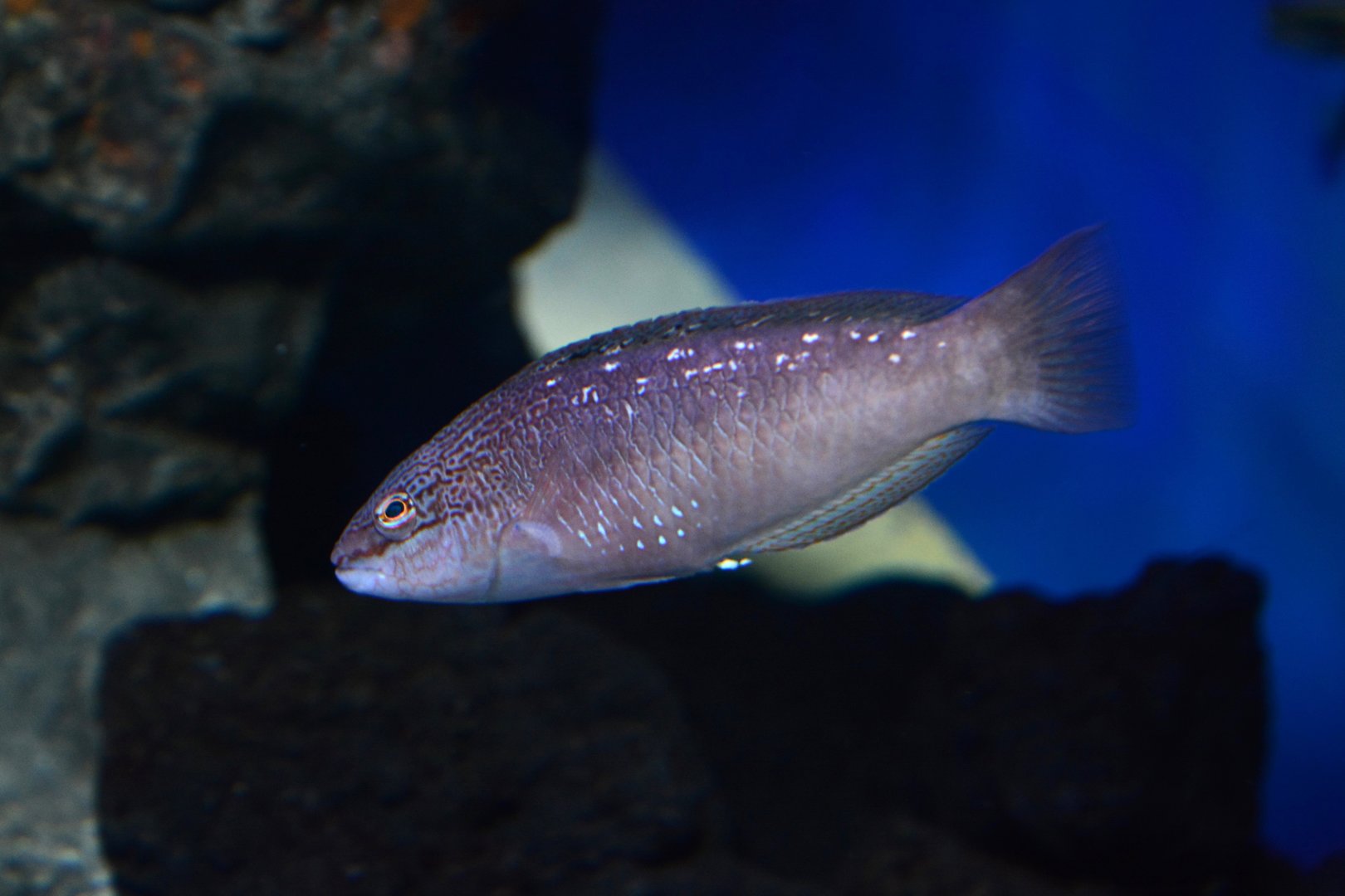Bambooleaf wrasse (Pseudolabrus sieboldi)