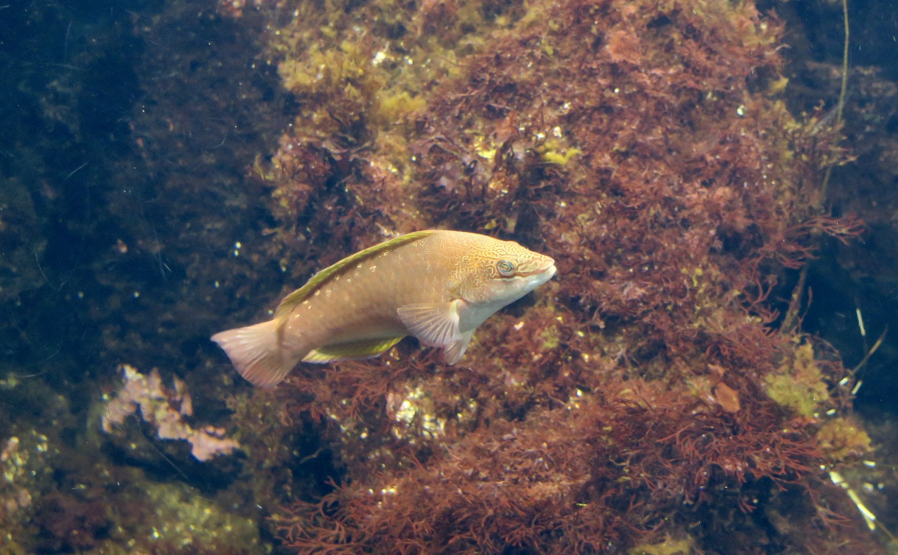 Bambooleaf Wrasse (Pseudolabrus sieboldi)