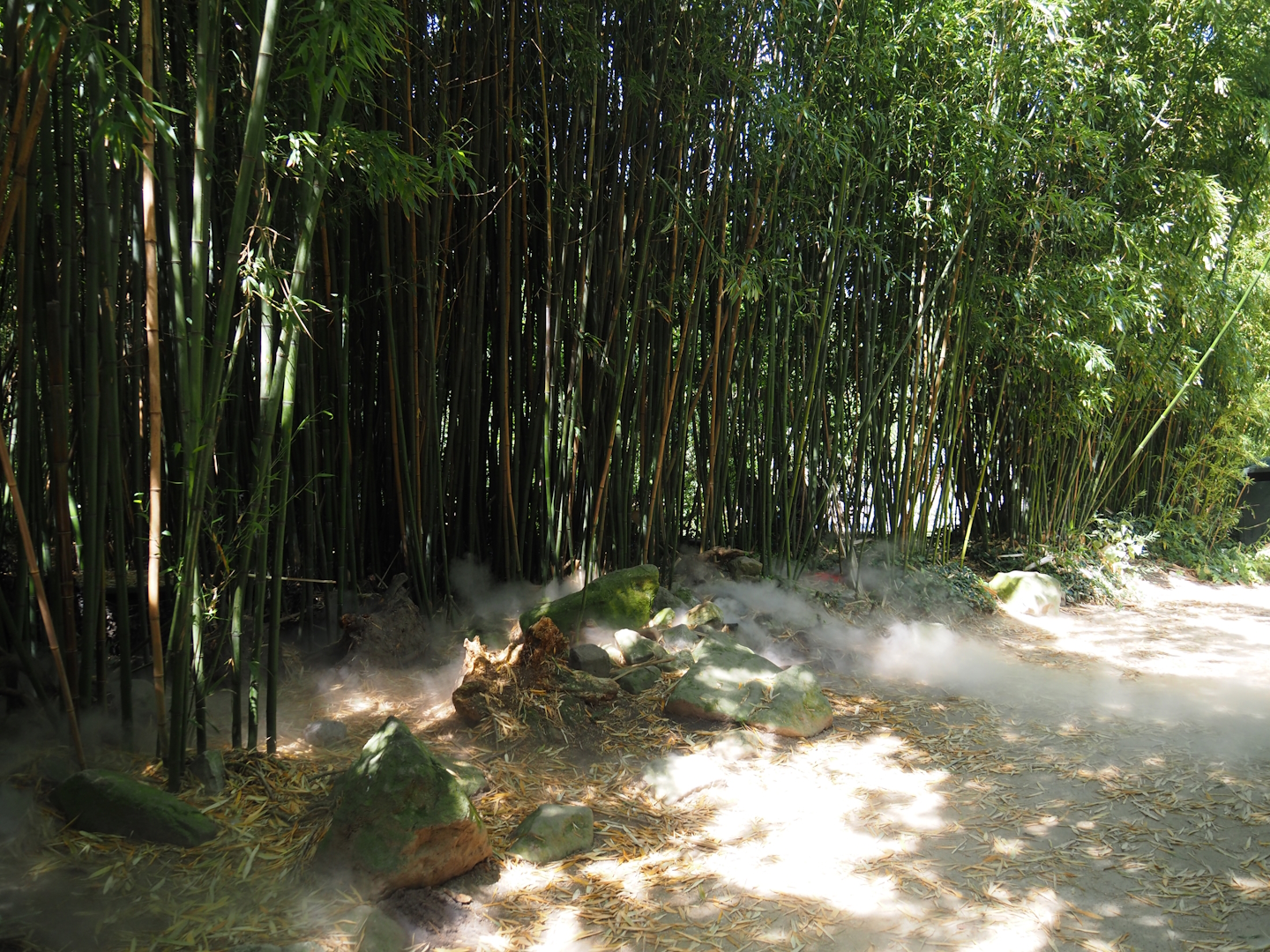 Bamboos and mist in the Asian swamp area, 2024-06-30