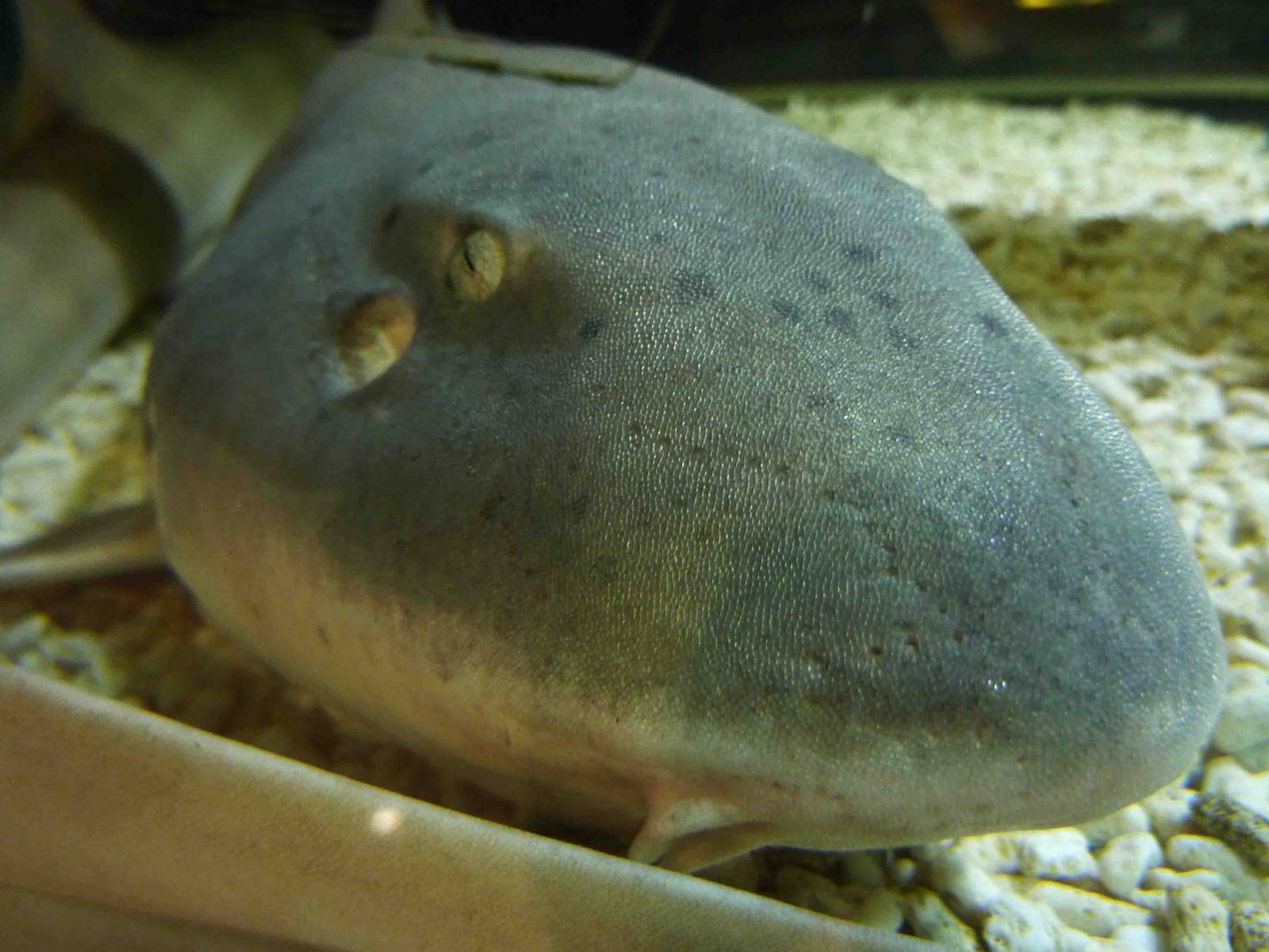 Bambooshark, May 2013.