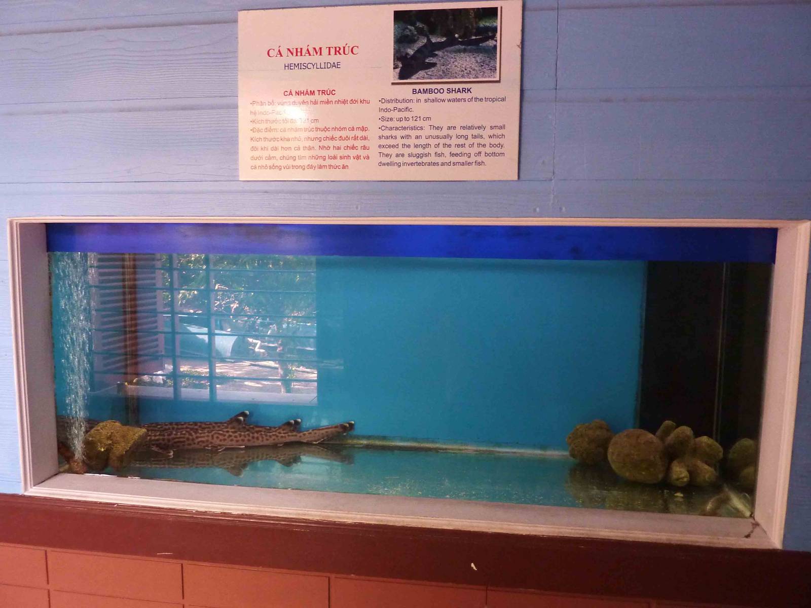 Bambooshark tank, May 2013.