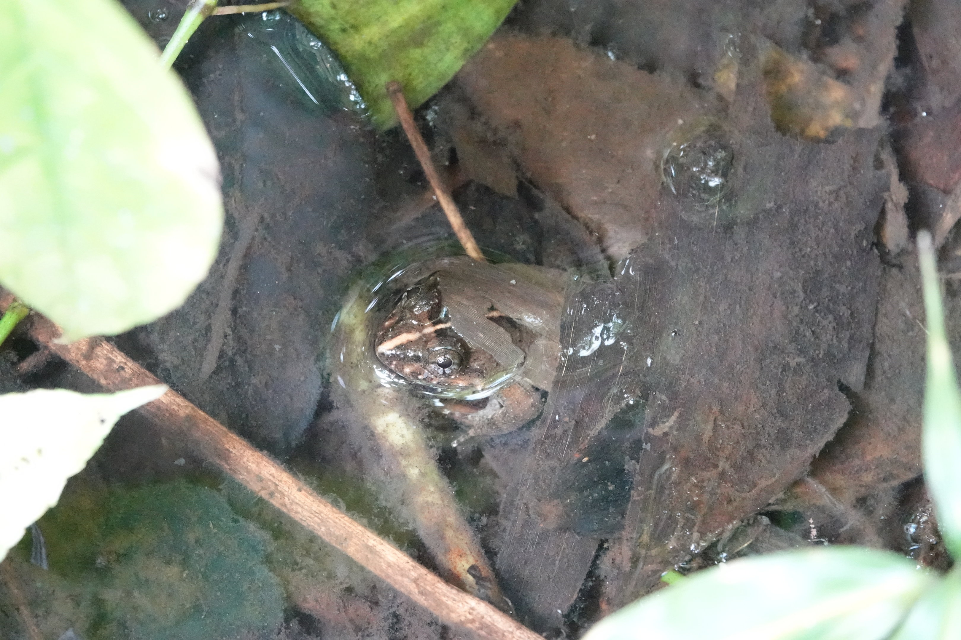 Ban Khun Klang Wart Frog