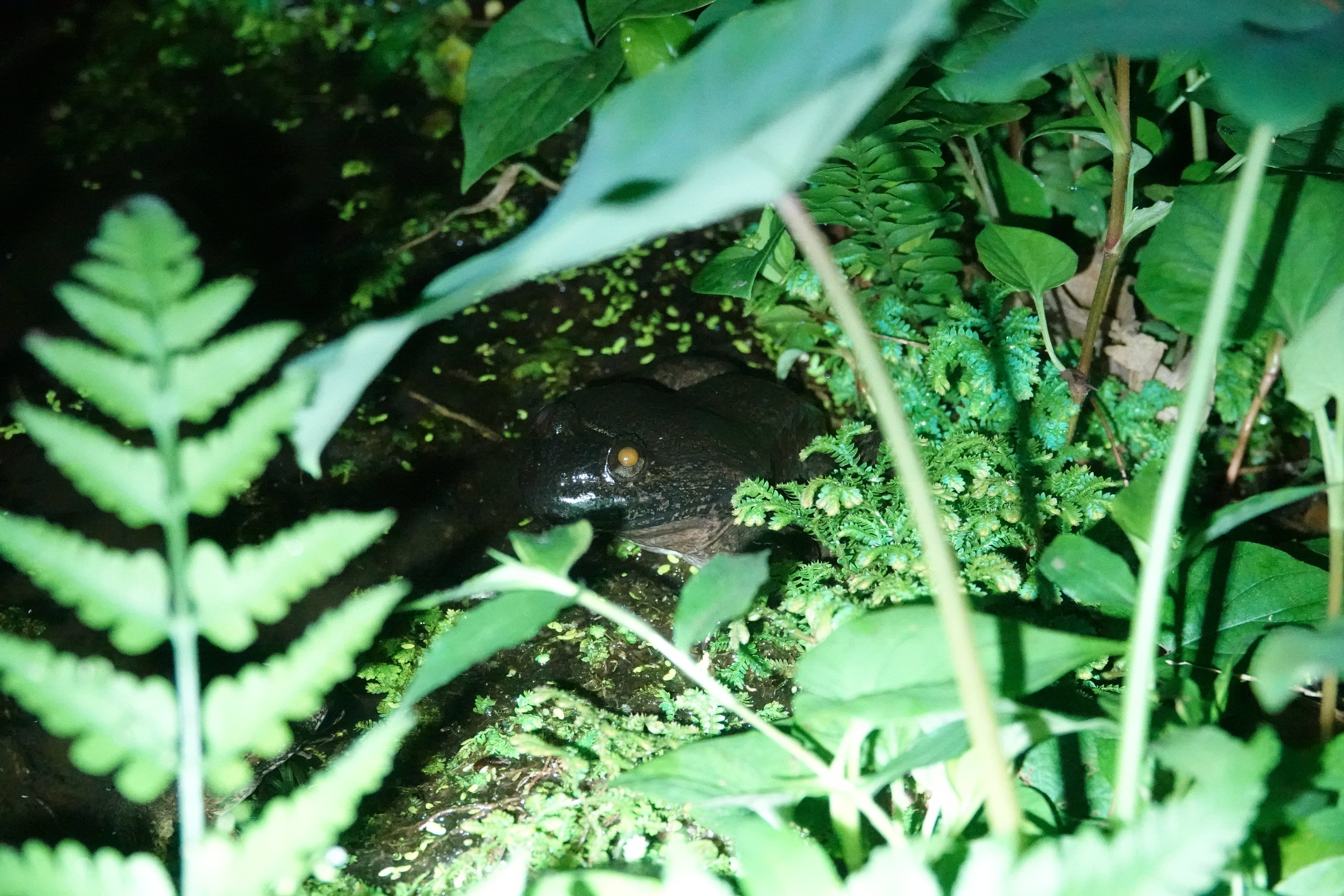 Ban Khun Klang Wart Frog