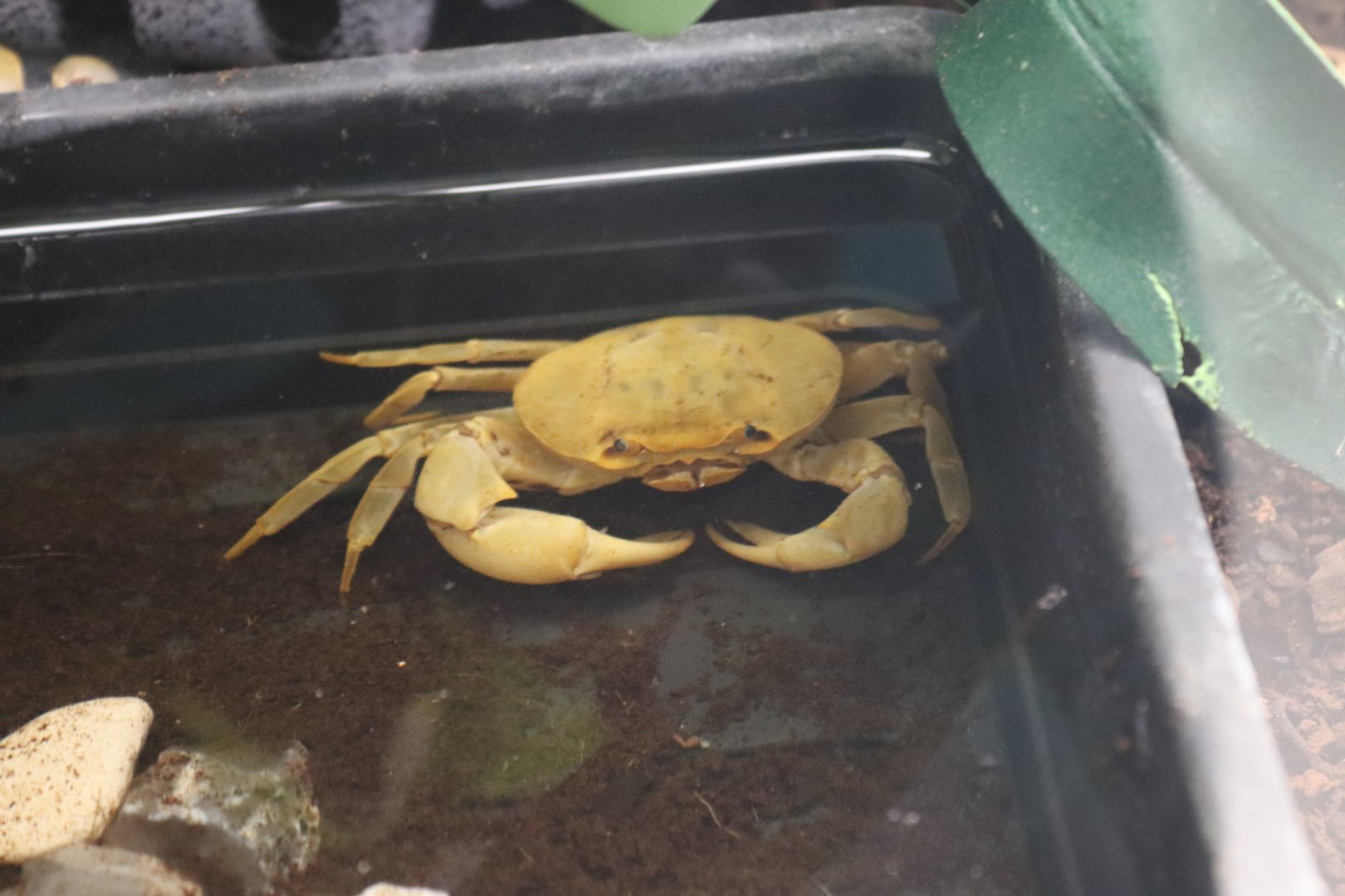 Banana crab (Terrathelphusa sp. Kaufen) BugParc, 08/2024
