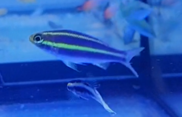 Banana-fish - Pentapodus menurus