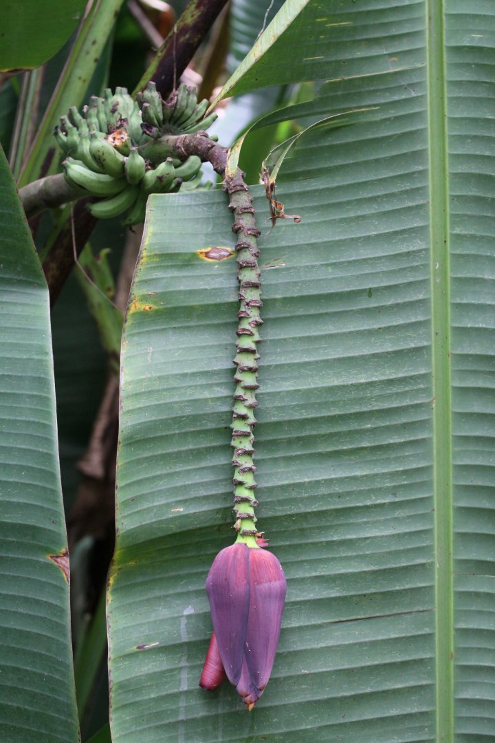 Banana Flower