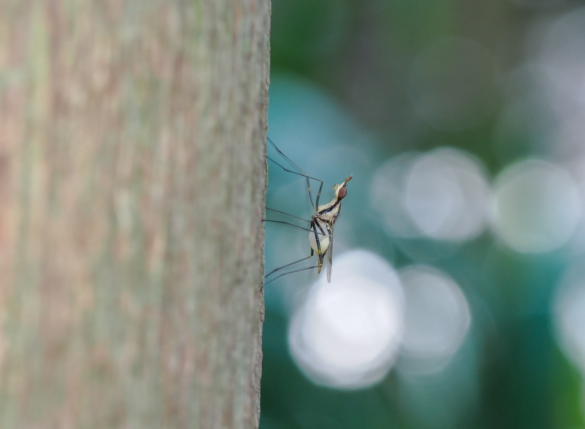banana fly, Derocephalus angusticollis