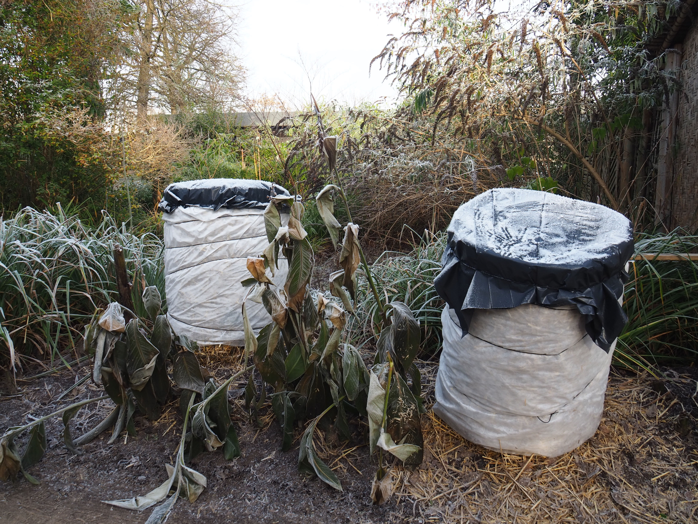 Banana plants wrapped up for winter, 2021-12-22