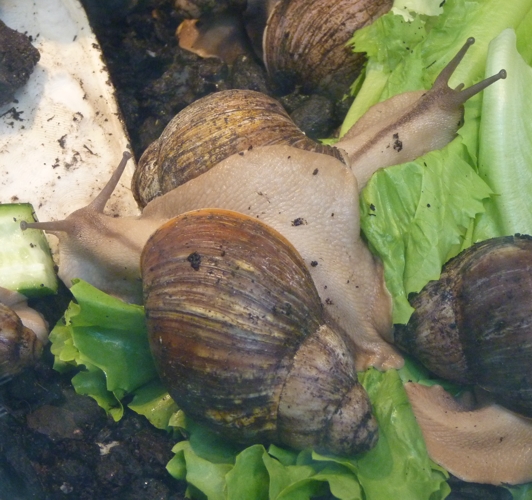 Banana rasp snails (Archachatina marginata)