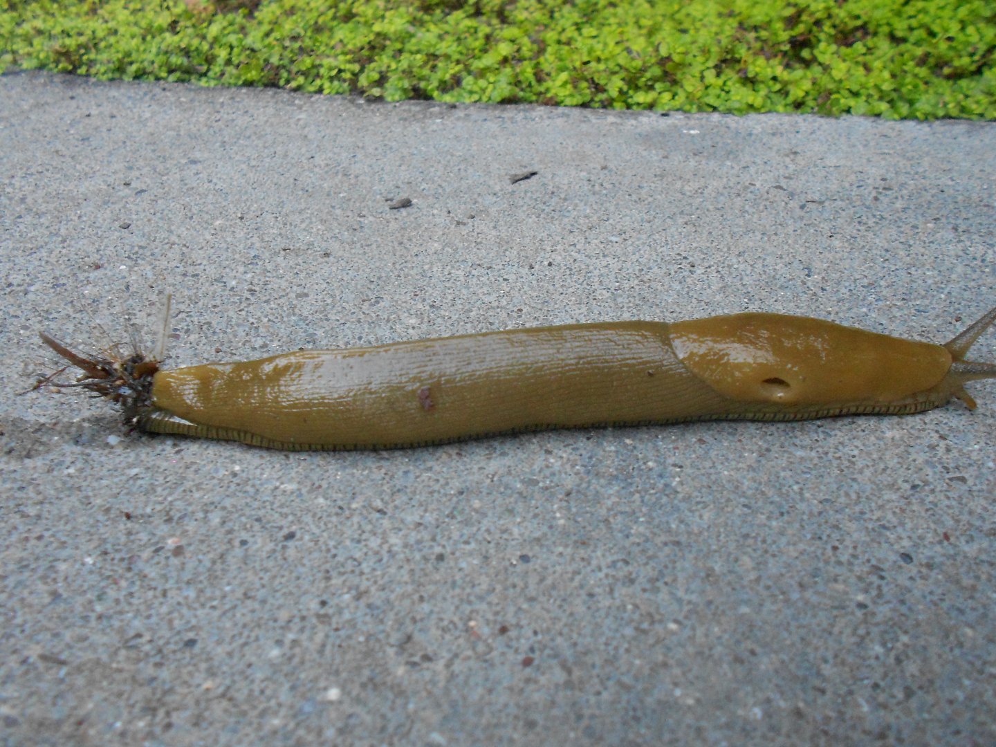Banana slug in Marin County, CA