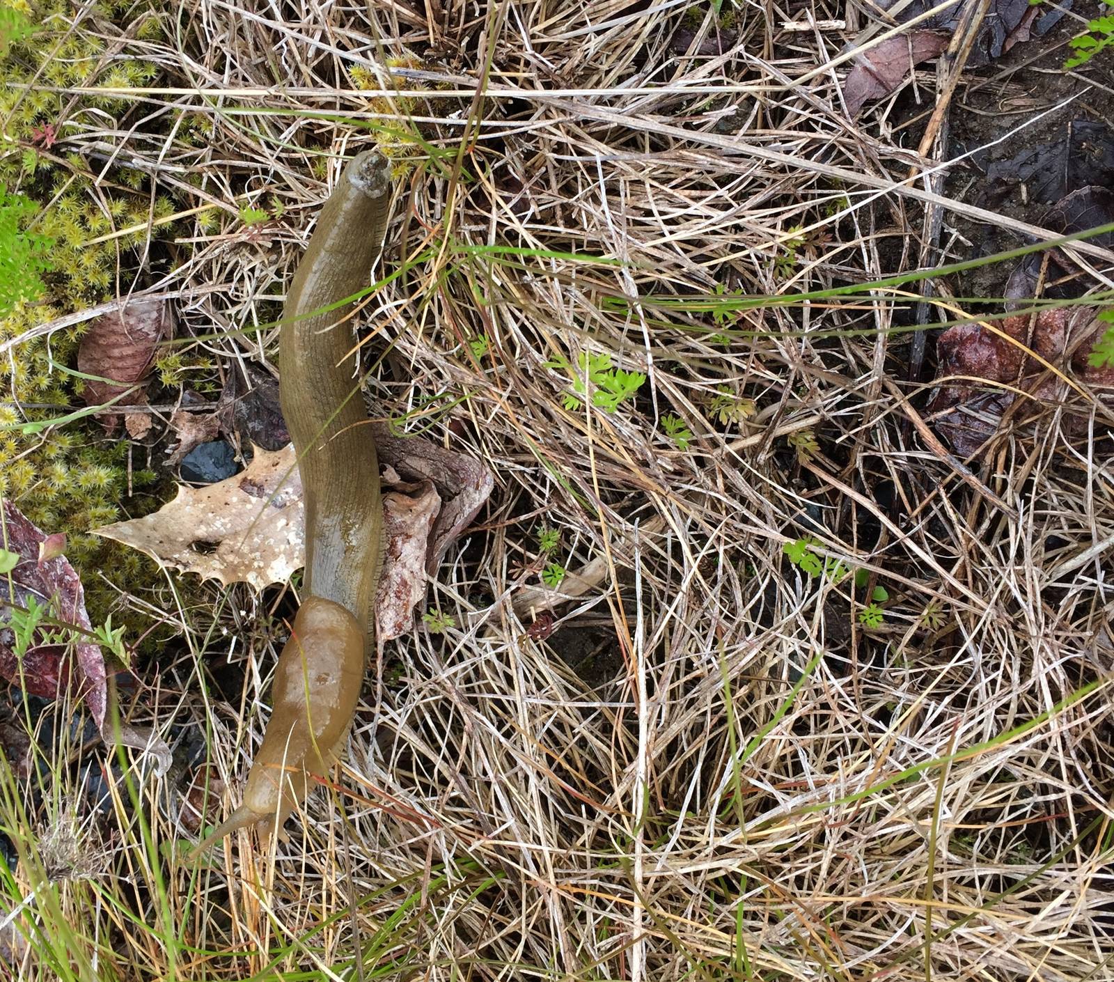 Banana Slug - Washington