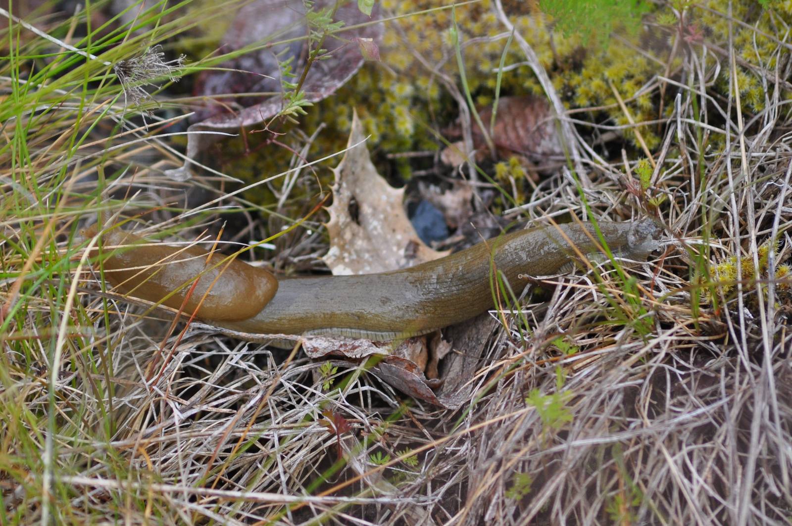 Banana Slug - Washington