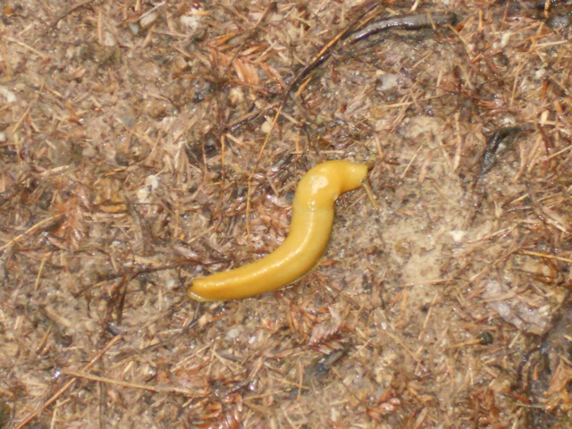 Banana slug