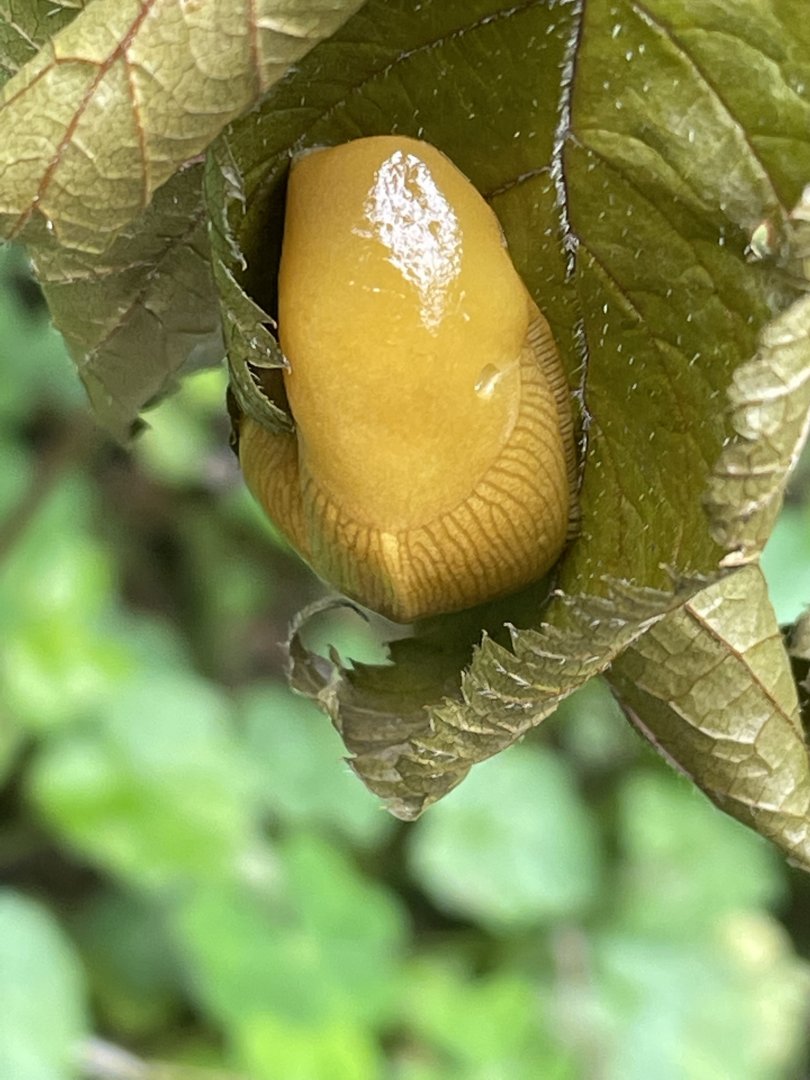 Banana Slug