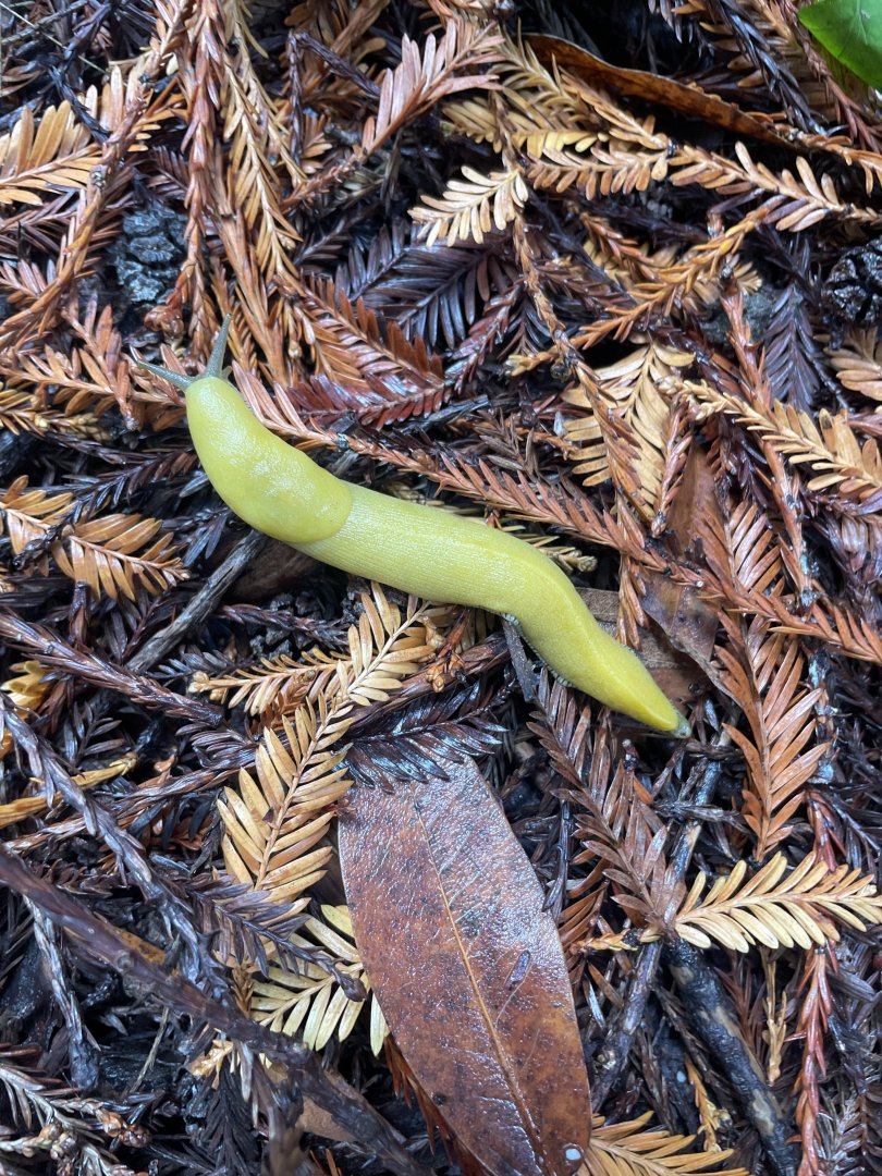 Banana Slug