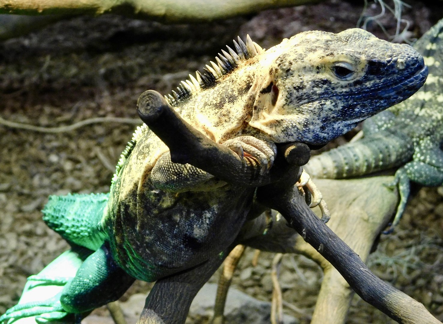 Banana Spiny-Tailed Iguana (Ctenosaura pectinata) December 6, 2025
