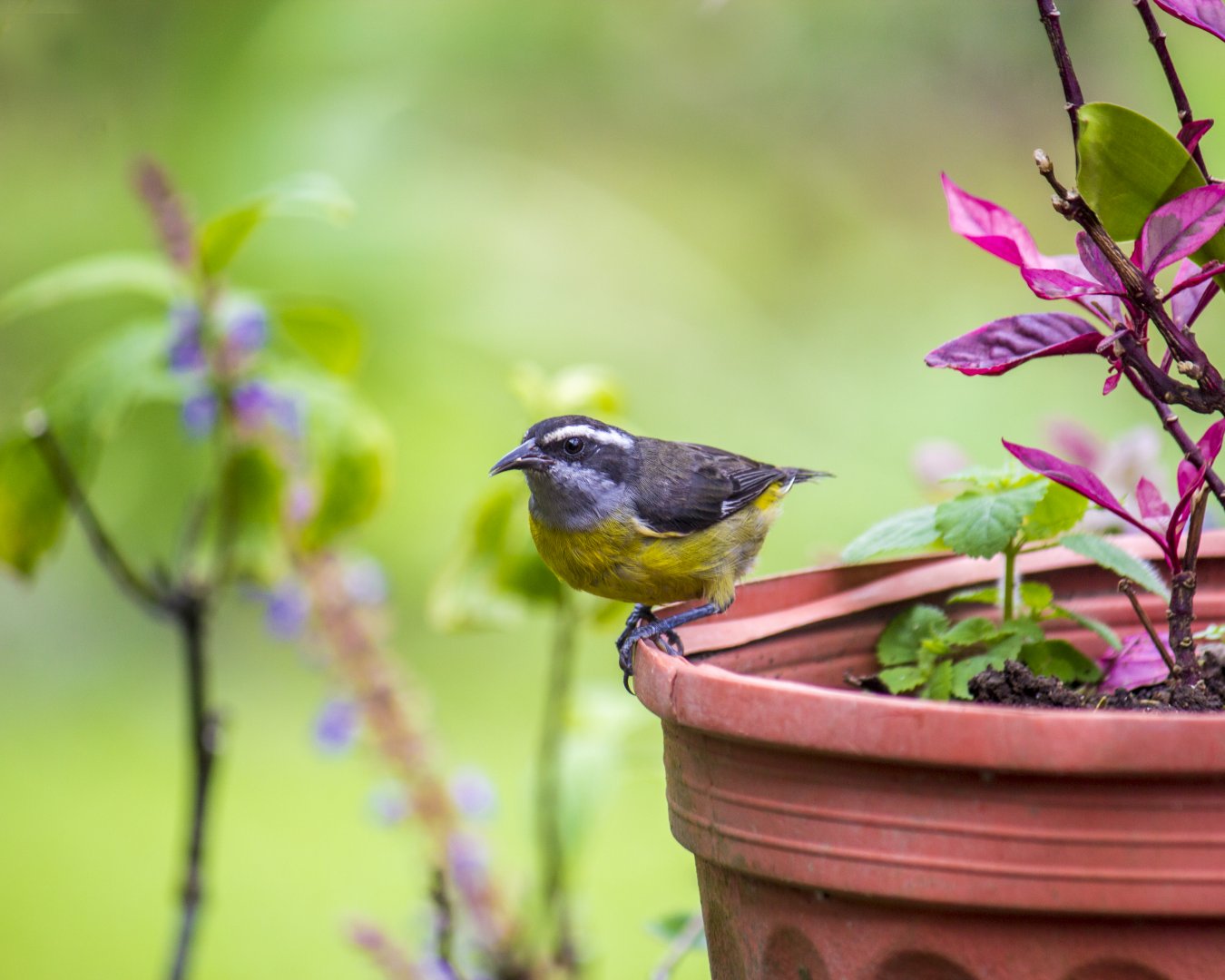 Bananaquit, Coereba flaveola