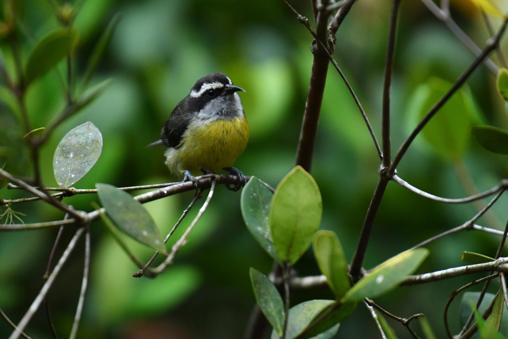 Bananaquit (Coereba flaveola)