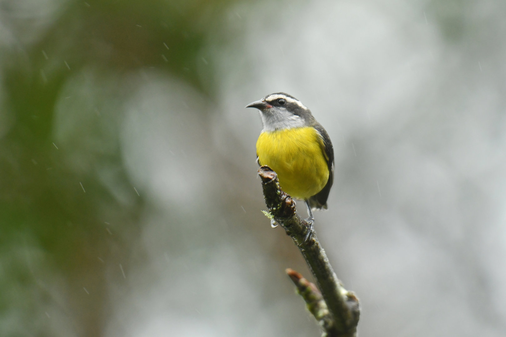 Bananaquit Coereba flaveola
