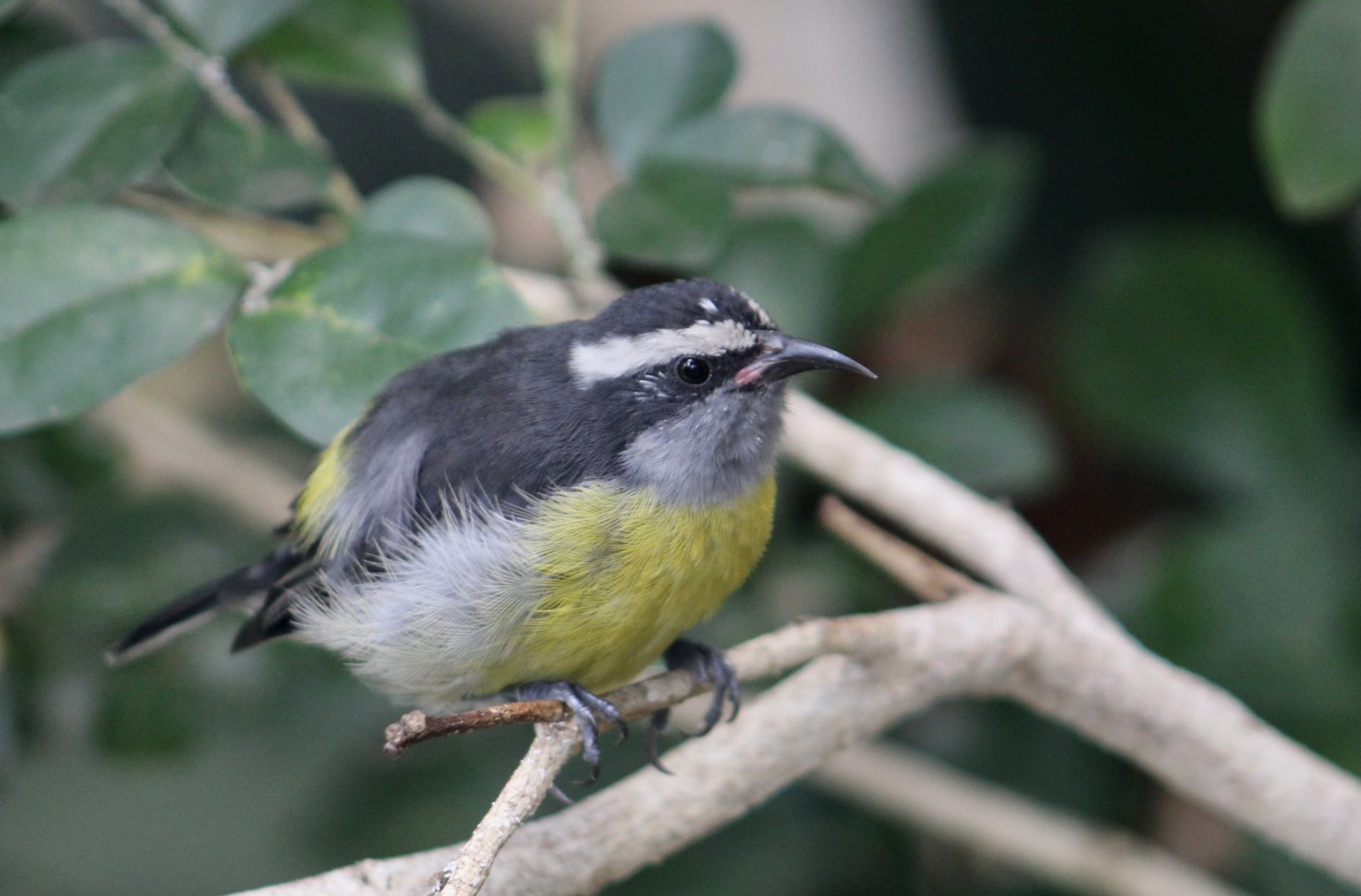 Bananaquit (Coereba flaveola)