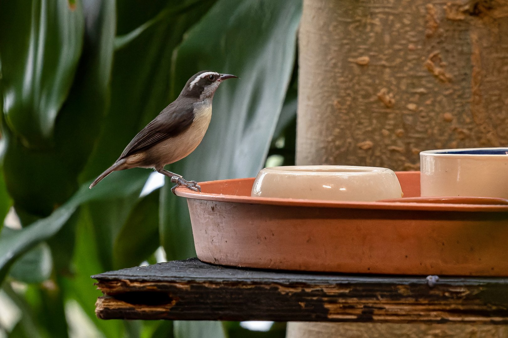 Bananaquit (Coereba flaveola)