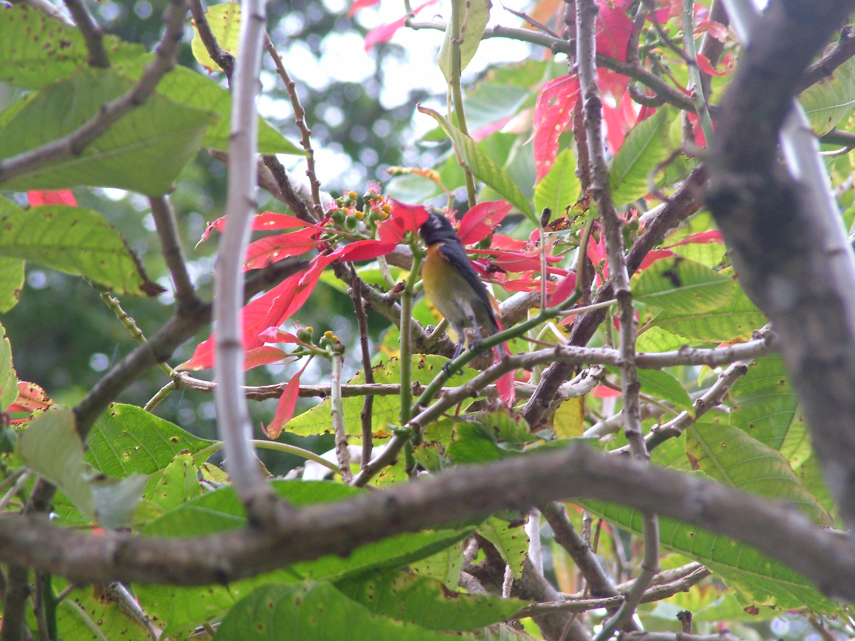 Bananaquit, Dominica, 2007