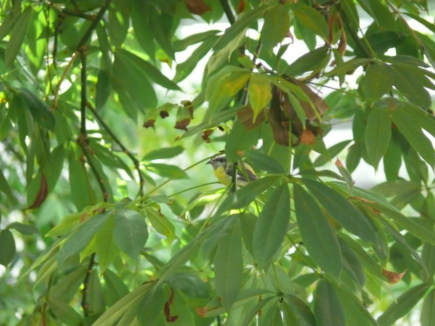 Bananaquit - reopening 31-08-2020