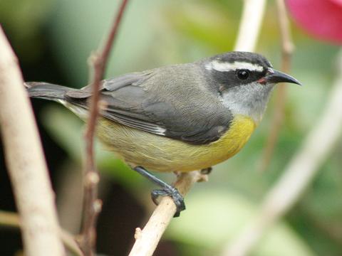 Bananaquit