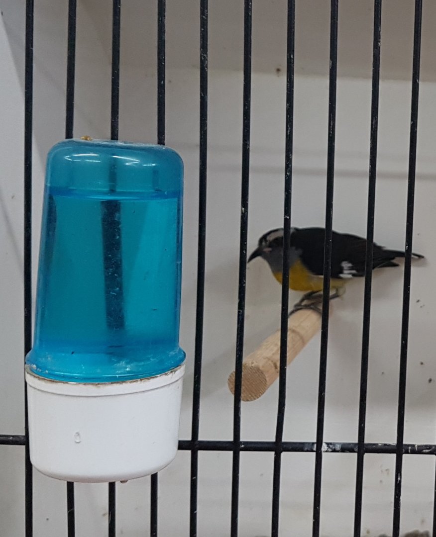 Bananaquit
