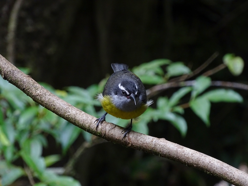 Bananaquit