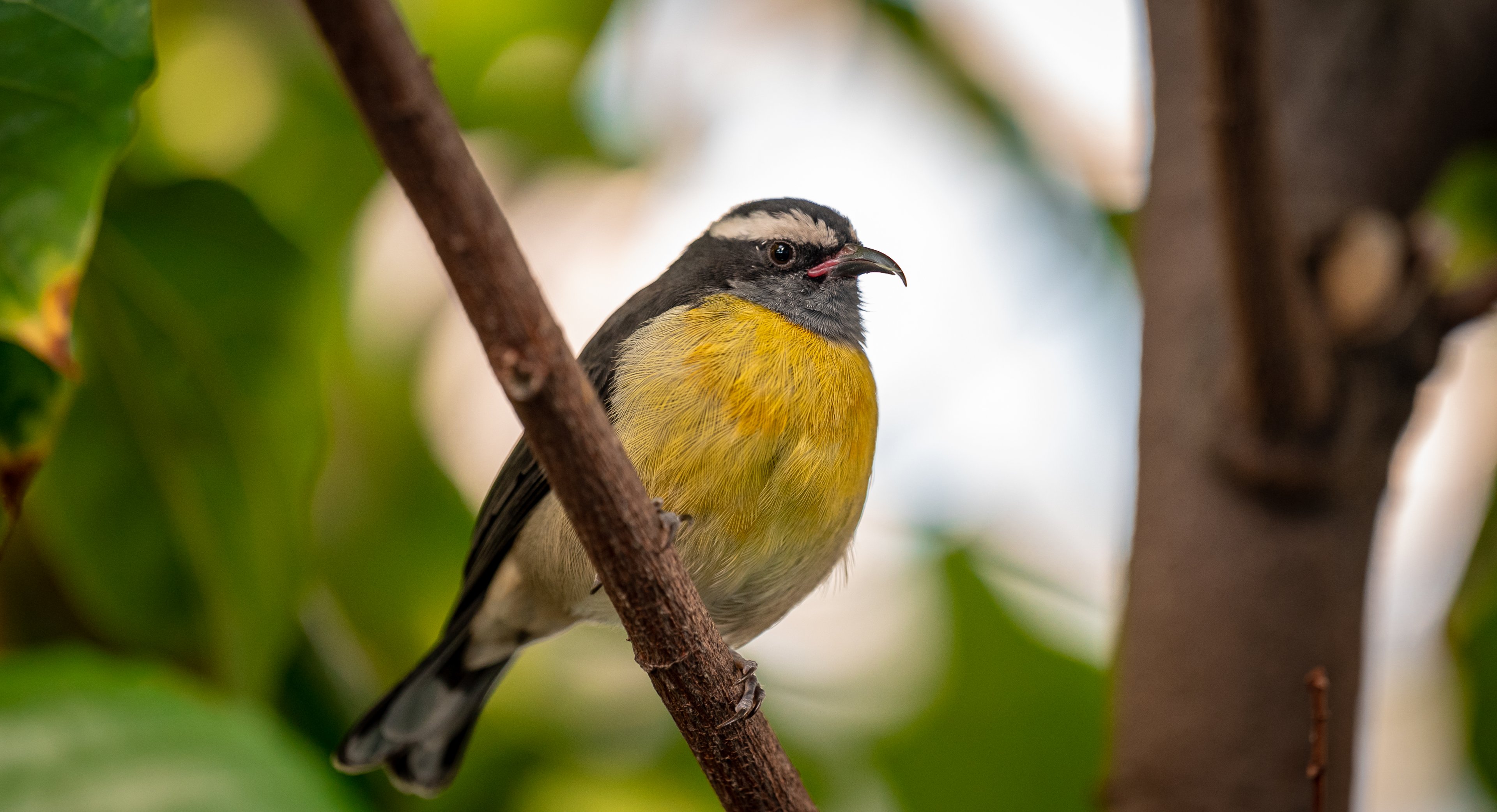 Bananaquit